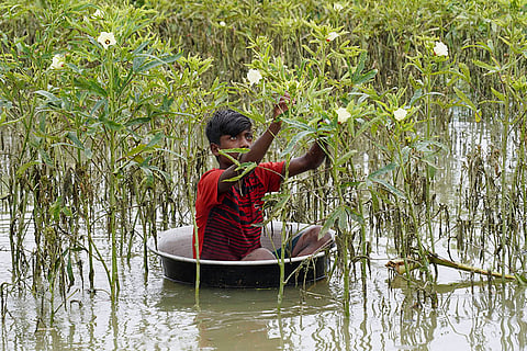 Flooded field of Mayong village